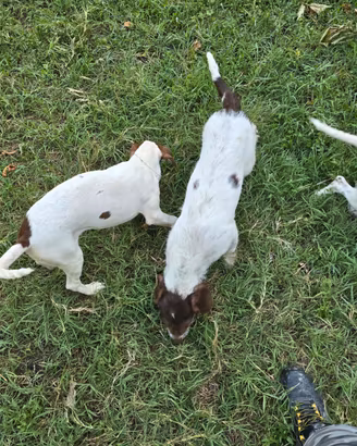 Cuccioli tartufi