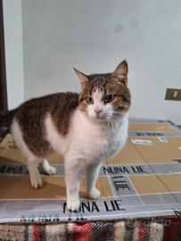 Aramis gatto 1 anno