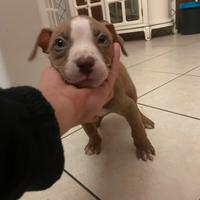 Pitbull rednose