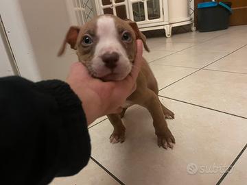 Pitbull rednose