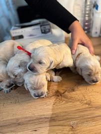 Cuccioli Golden Retriever