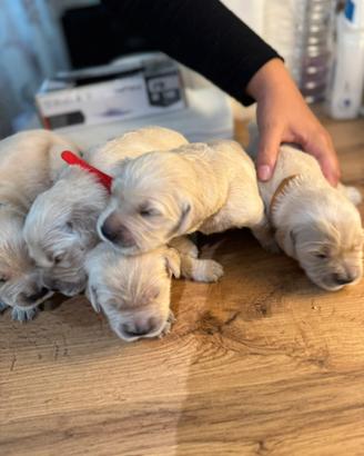 Cuccioli Golden Retriever