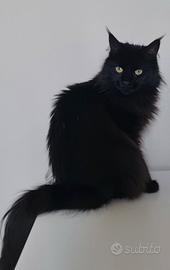 Maine Coon Adulta