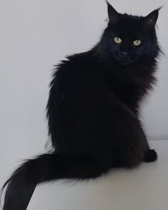 Maine Coon Adulta