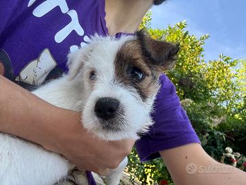 Cuccioli jack russell pelo ruvido con pedigree