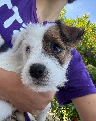 Cuccioli jack russell pelo ruvido con pedigree