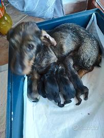 Bassotti a pelo forte