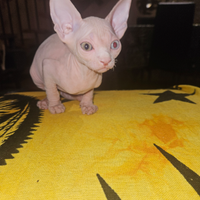 Gatto sphynx