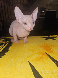 Gatto sphynx
