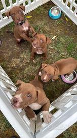 American pit bull