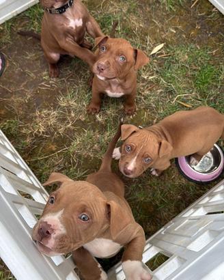 American pit bull
