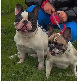 Bulldog Francesi 3/4 anni