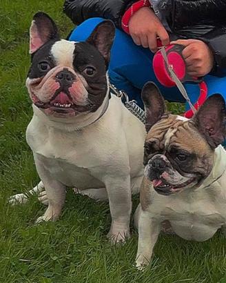 Bulldog Francesi 3/4 anni