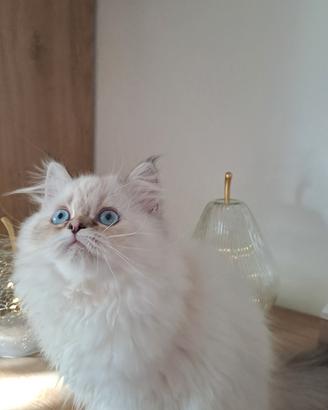 Gattine persiano 