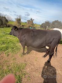 Manza incrocio wagyu black angus