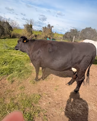 Manza incrocio wagyu black angus