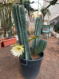 Cactus gigante del Perù