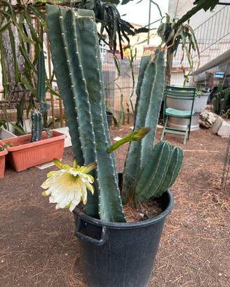 Cactus gigante del Perù