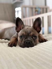 Cucciola bulldog francese