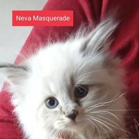 Gattino siberiano ipoallergenico