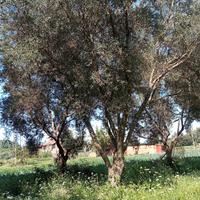 alberi ulivo per giardino