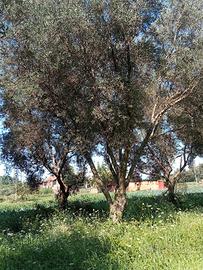 alberi ulivo per giardino
