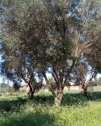 alberi ulivo per giardino