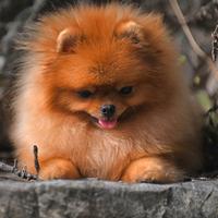 Mini Pomeran