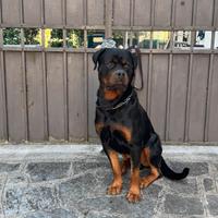Disponibile maschio cane per monta Rottweiler