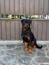 Disponibile maschio cane per monta Rottweiler