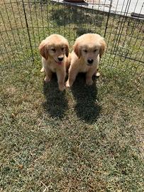Cuccioli tipologici di Golden Retriever Americano