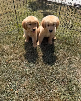 Cuccioli tipologici di Golden Retriever Americano