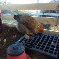 Galline ovaiole