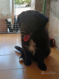 Border collie maschio
