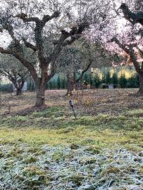 Vuoi un orto da coltivare a Civitanova ?