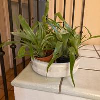 Piante di Billbergia nutans