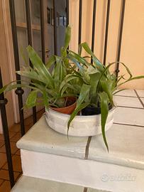 Piante di Billbergia nutans