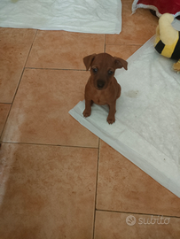 Disponibile una femminuccia di pincher