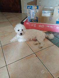 Maltese frize