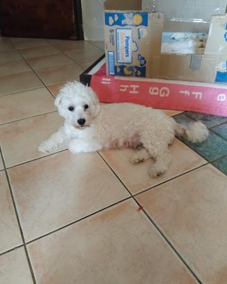 Maltese frize