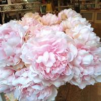 Stelo di peonie (rosa)