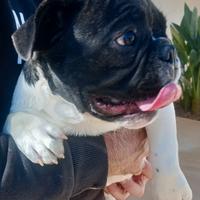 Bulldog francese