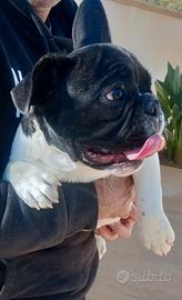 Bulldog francese