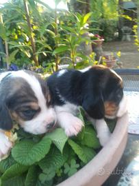 Cuccioli Beagle meravigliosi