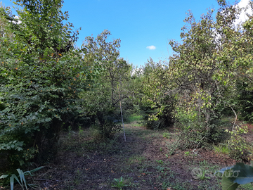 Terreno agricolo San Vero Milis loc Caidanasa