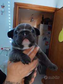 Bulldog francese cuccioli