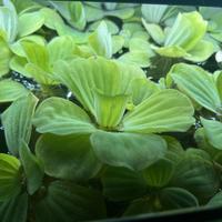 Pistia stratiotes