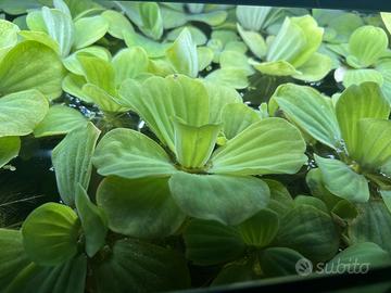 Pistia stratiotes