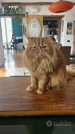 Gatto persiano per accoppiamento