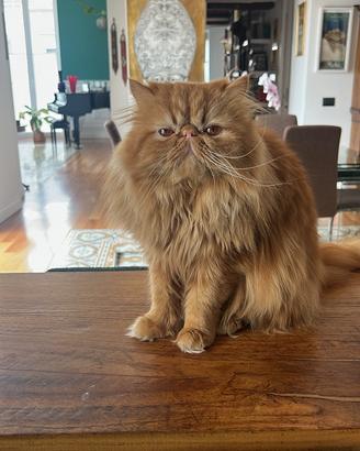 Gatto persiano per accoppiamento